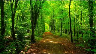 Forest waterfall view #forestlover #waterfall #relaxation 🎶