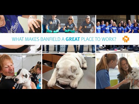 Banfield Hospital Almaden