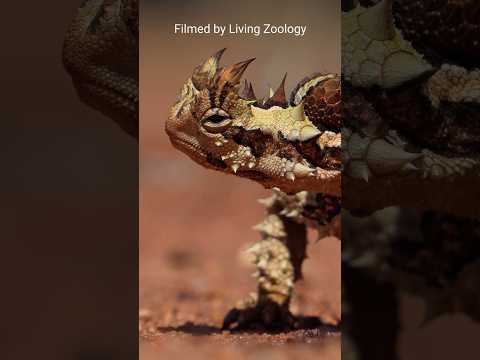 Moloch trnitý (Moloch horridus) — fascinujúci jaštery sveta, obranná stratégia