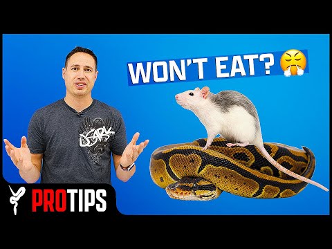 3rd YouTube video about how long can a ball python go without water