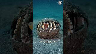 Coconut Octopus 🐙 The Shell-Stealing Genius!