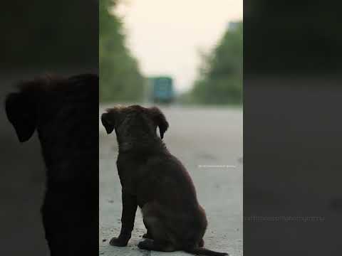 Emotional Short film on street Dogs #animals #shortfilm #animal #streetdogs #sniffstories  #viral