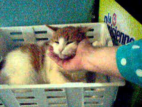 Video of adoptable pet named Melvina