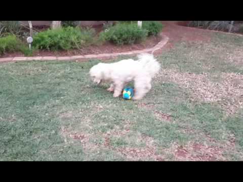 Bubbles and balls #LoveRugby