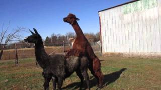 llama and alpaca walk as they &#39;mate&#39; Addie Acres
