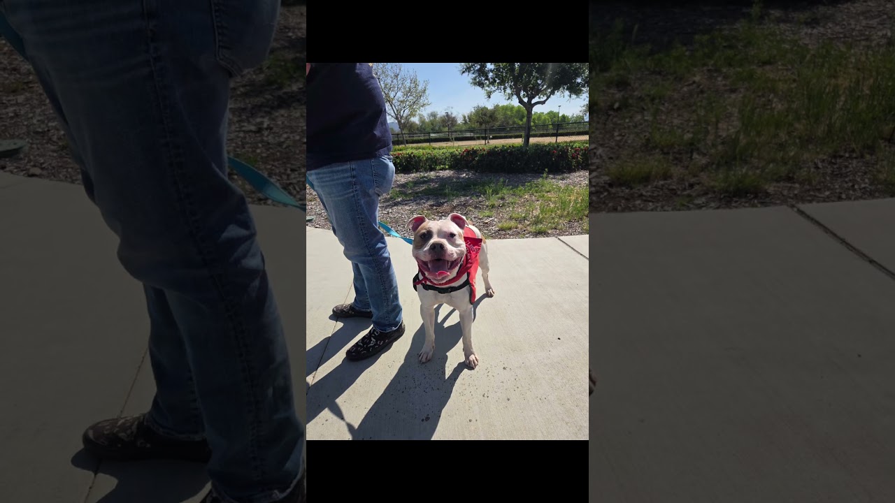 Enlarge Guerro, a ADOPTABLE mixed breed in Murrieta, CA video 4/6
