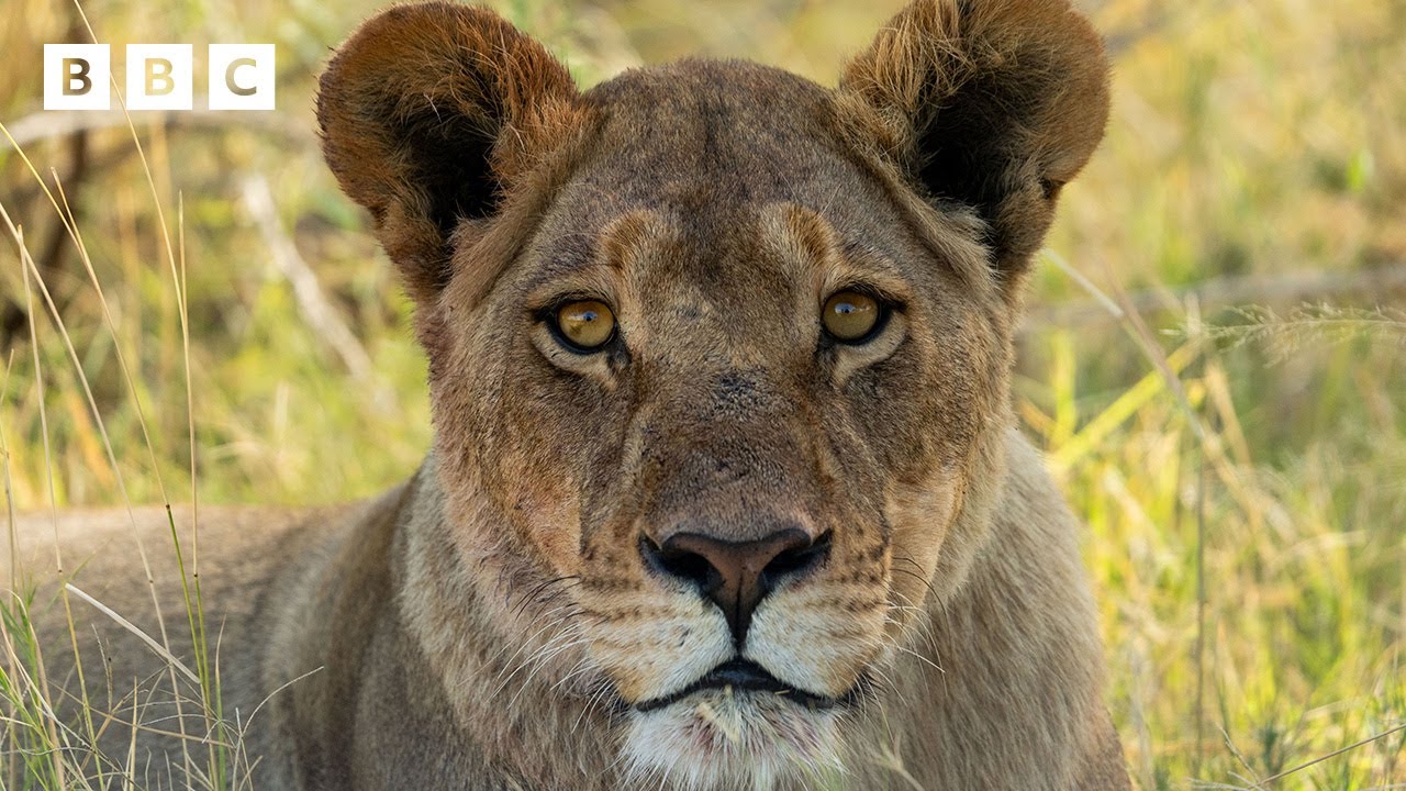 Lionesses fearlessly protect their cubs from intruders - BBC