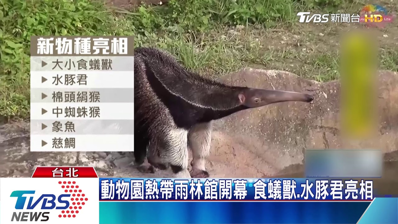 動物園熱帶雨林館開幕 食蟻獸、水豚君亮相