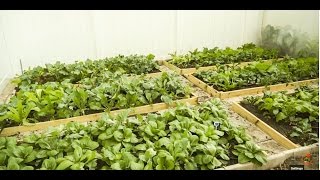 How to start a vegetable garden (开垦新菜园)