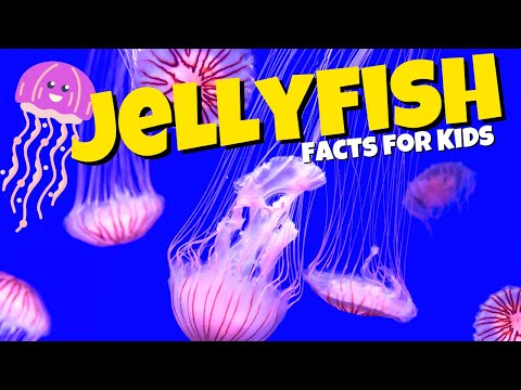 What are Jellyfish? Jellyfish Facts for Kids
