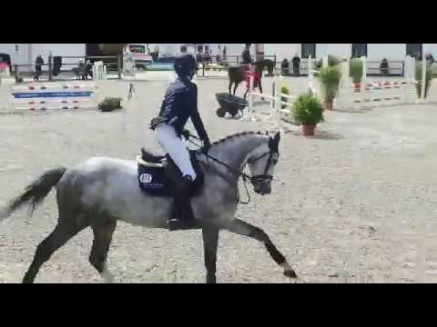 Holsteiner gelding, Uriko-Carthago- Caletto II