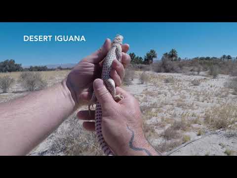 Catching Desert Iguanas - Palm Springs June 2019