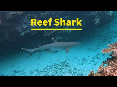 White tip reef shark in gulley.