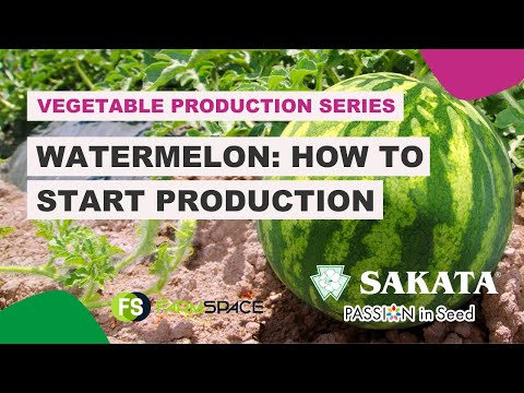 #28 - Watermelon: How to start production