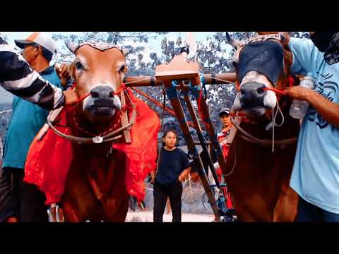 Tradisi sapi kerap Madura" BOJOKU NAKAL