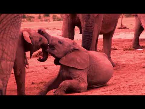 Addo National Park video