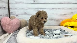 トイプードルの動画01