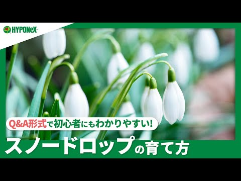 時間通りにスノードロップを植える