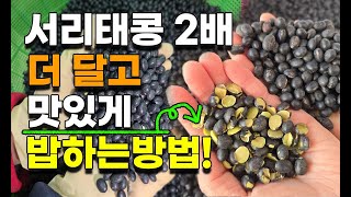 서리태콩 이렇게 밥해보세요 2배 더 달고 맛있습니다 토종서리태콩 늦서리태