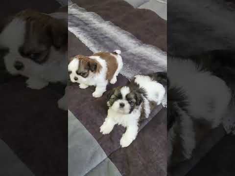 Chunnu munnu ki good morning🥰 #music #shortsfeed #puppy #shortsvideo #cat #animals#@Animalover_995