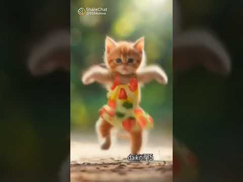 Bullet of the world record in the cat 😂😂