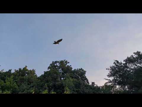 Let's Take A Nature Walk #walking #naturewalk #naturesounds