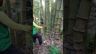 Download lagu Berburu bambu petung untuk buat layangan #aditya #shorts mp3 Download lagu Berburu bambu petung untuk buat layangan #aditya #shorts mp3