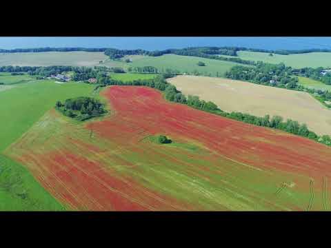 I Love Rügen "Das Mohnfeld" 2019