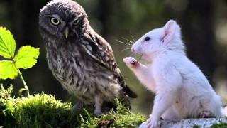 L'amitié - Françoise Hardy