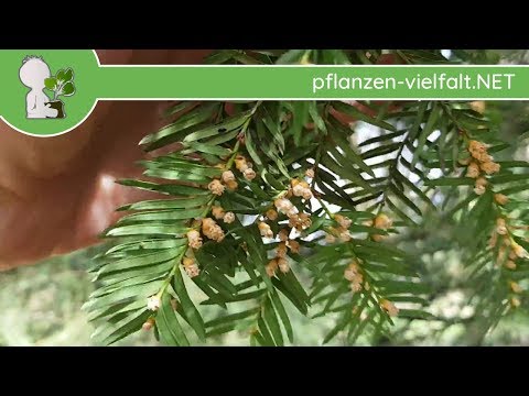 Europäische Eibe - weibl. & männl. Blüten - 05.04.18 (Taxus baccata) - Baum-/Strauch-Bestimmung