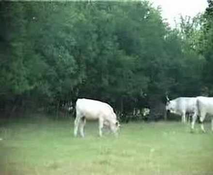 630 Hortobágy 'sinka' dog at work, Sinka típusú pásztorkutyák