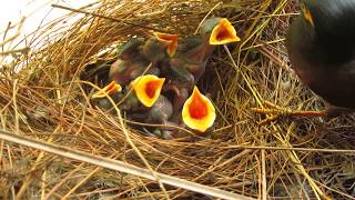 How To Raise A Baby Indian Myna