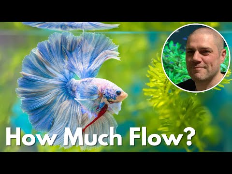 Do Betta Fish Prefer Still or Moving Water - ANSWERED!
