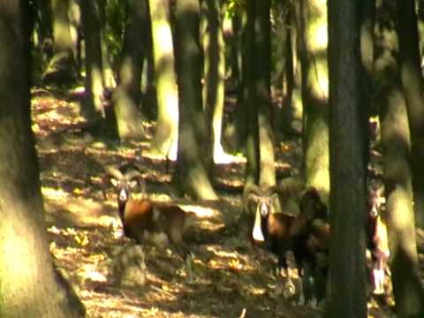 jeleň+muflony krnča 2007