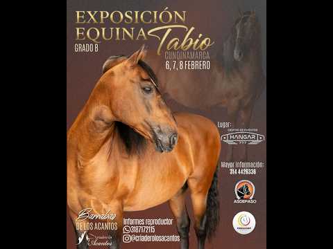 EXPOSICIÓN EQUINA ASDEPASO - TABIO - GRADO B día 3