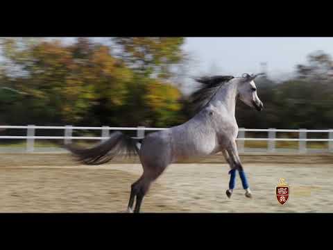 Equestrian Show at Singureni Manor
