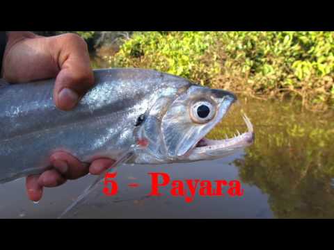 Top 10 Predatory Fish for Freshwater Aquarium