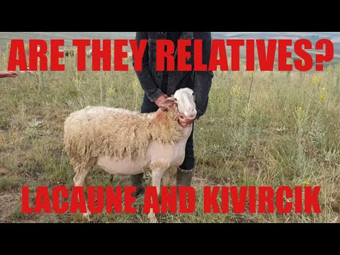 , title : 'LACAUNE AND KIVIRCIK RELATIVES | DOES LACAUNE SHEEP BREED ORİGİN FROM KIVIRCIK SHEEP BREED OF TURKEY'