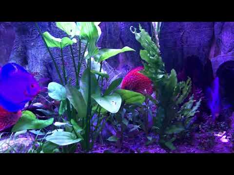 Aquarium 2 Monate. 1000 Liter Diskus Stendker. L46