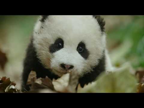 BORN IN CHINA - EXCLUSIVE IN GSC!