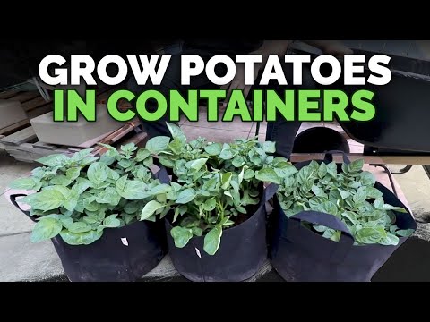 , title : 'How to Grow Potatoes in Containers: Hilling Up Process Explained'