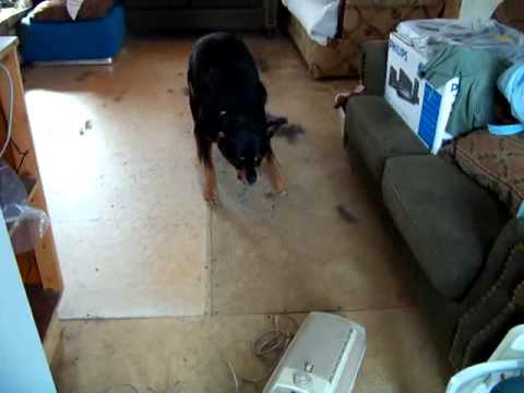 Chance barking at  vacuum cleaner.avi