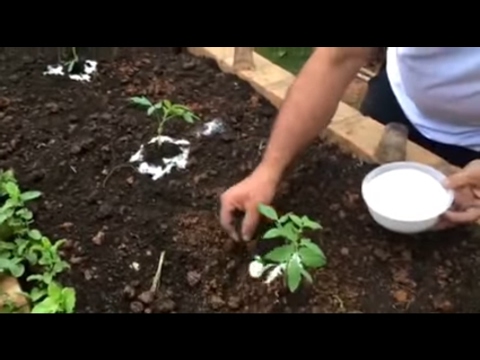 , title : 'Dicas para saber como plantar tomates saudáveis na sua horta'