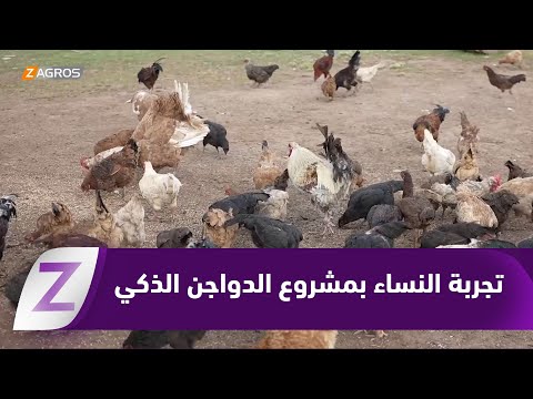فيديو | حلبجة.. تجربة النساء في مشروع الدواجن الذكي يشكل تحولاً حقيقياً في العمل