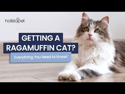 Why Ragamuffin Cats Are the Ultimate Companion Pets!