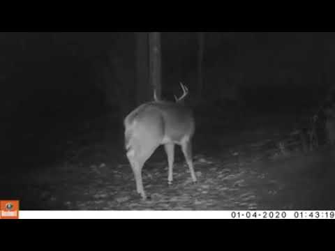 Cambio de cornamenta de un ciervo