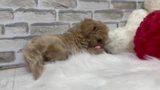 ハーフ犬の動画01