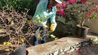 How to Prune and Care for a Distressed Potted Bougainvillea