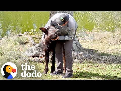 Baby Water Buffalo Thinks This Guy Is "Mommy" | The Dodo