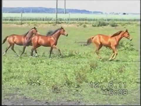 Gestüt St. Vitus - 2jährige Trakehenrstuten 2011